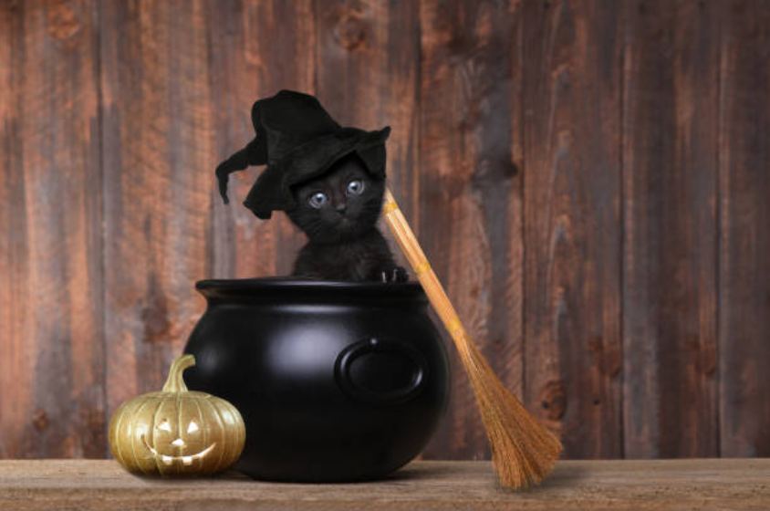 Black Cat Awareness Month (Halloween special)