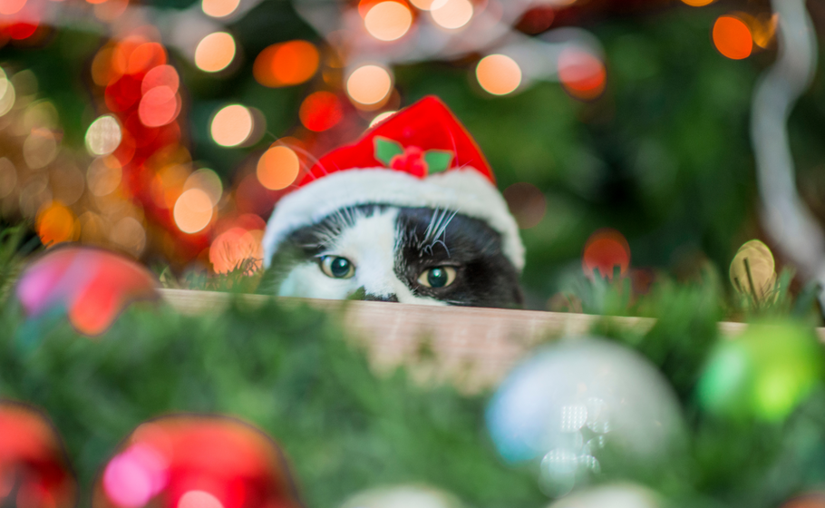Christmas Tips For Pet Owners