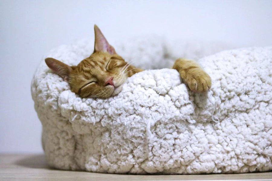 The best gift is a gift of a good night sleep and to do that: Give your pet a cozier place to sleep!