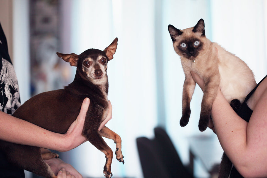 Facts you probably don’t know about your pet