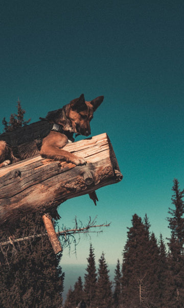 For Fur Parent's On-The-Go