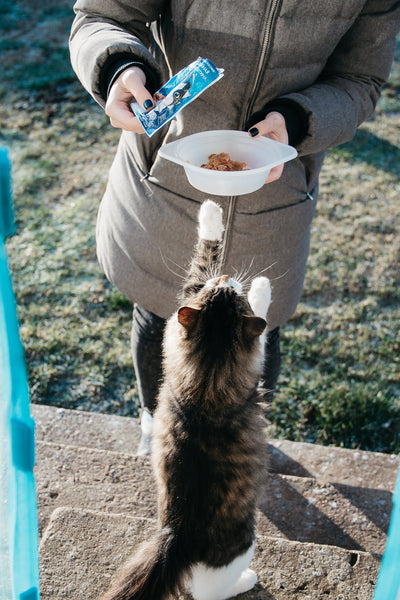 Your best friend’s Perfect Meal Time Companion