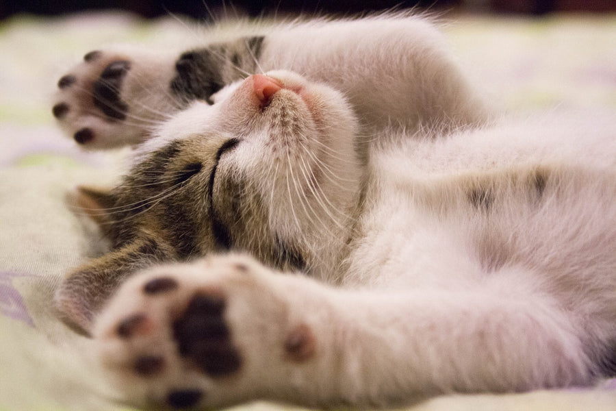 Did you know: Most Common Cat Mmyths