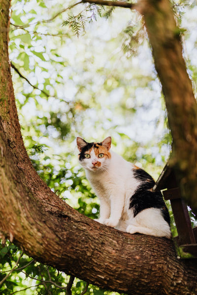 How are domestic cats related to big cats?