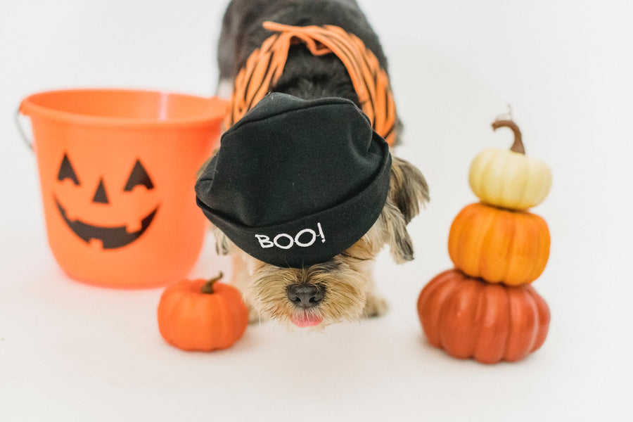 Gettin' Ready For Spooky Season!