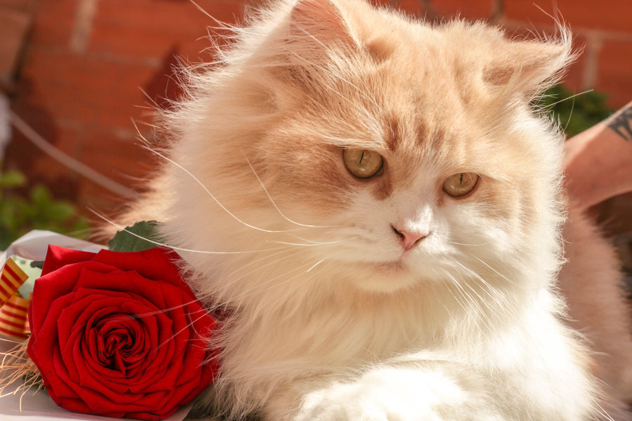 Valentine's day tips for fur parents